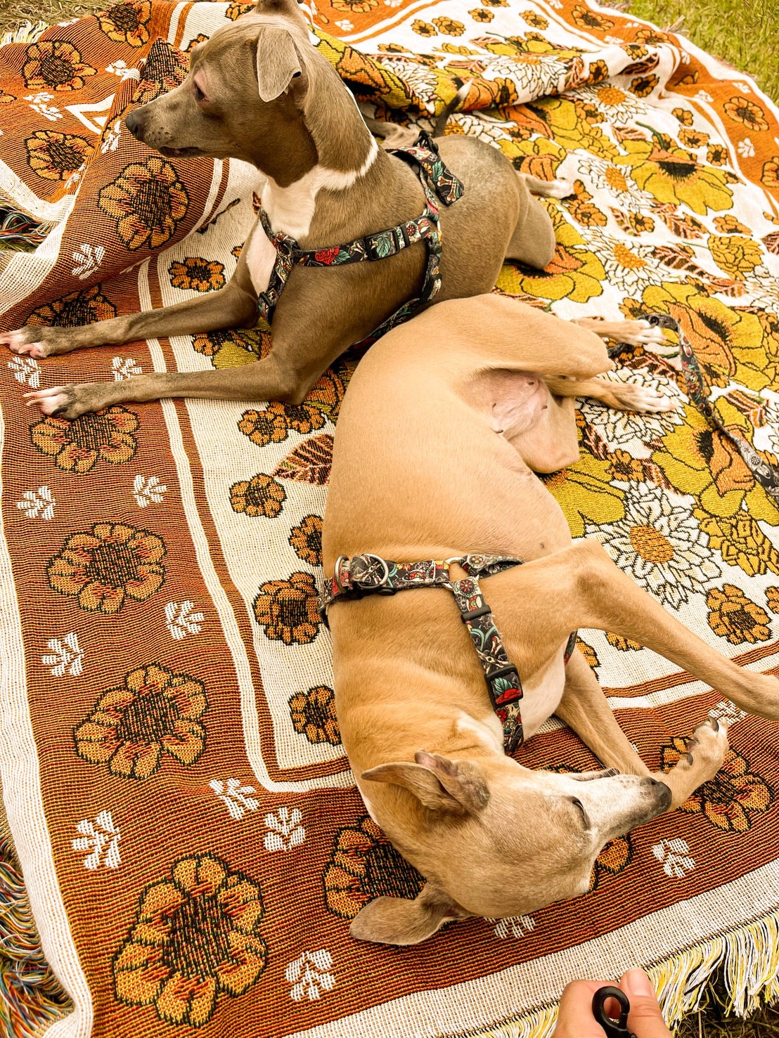 Rug blanket